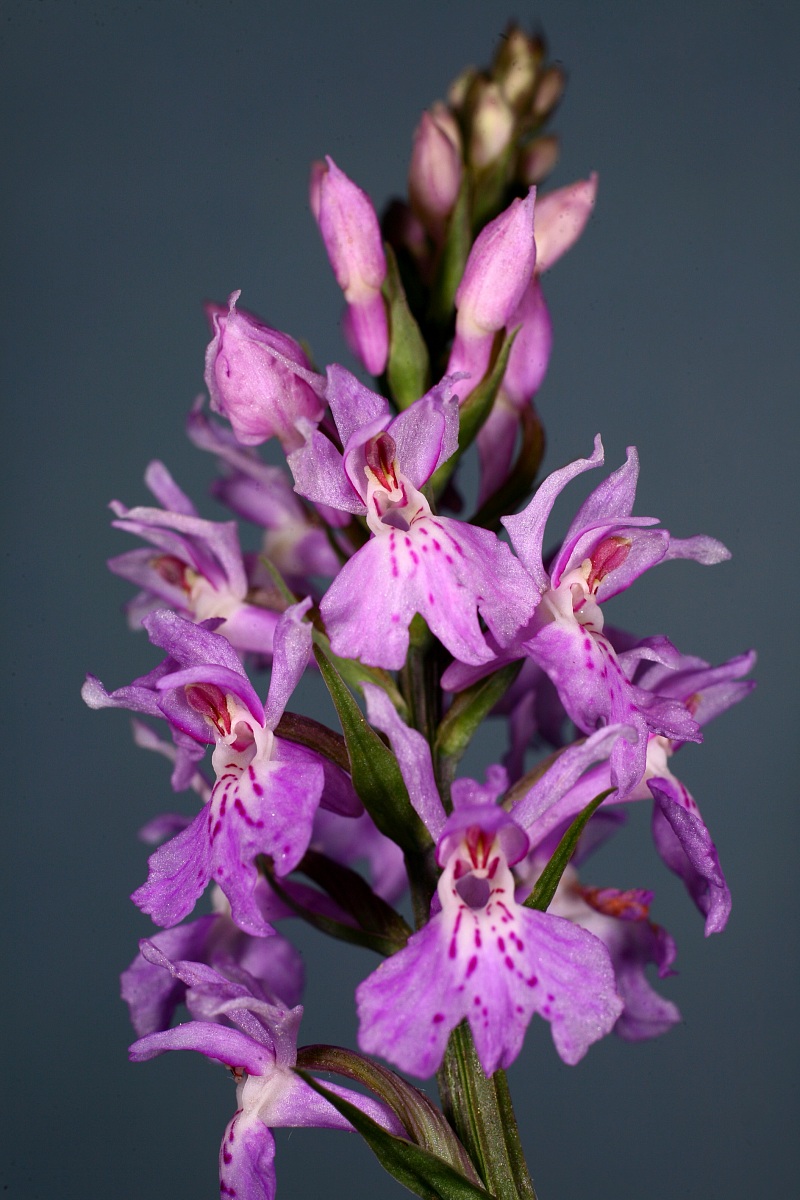 Orchis tridentata Monte Magno, Gavardo-bs-