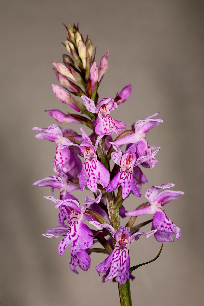 Orchis tridentata sUSB. Picta Monte Magno, Gavardo-bs-