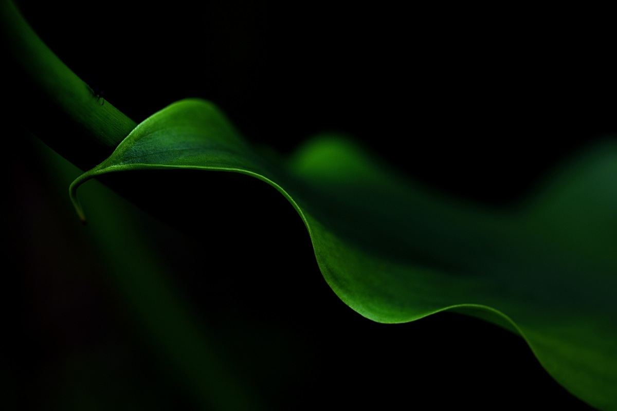 Night ... and take me in your dream ... (P.Neruda)