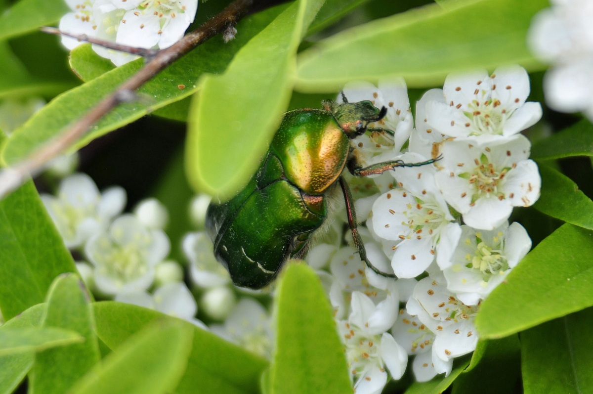 Cantilena (in my dialect)