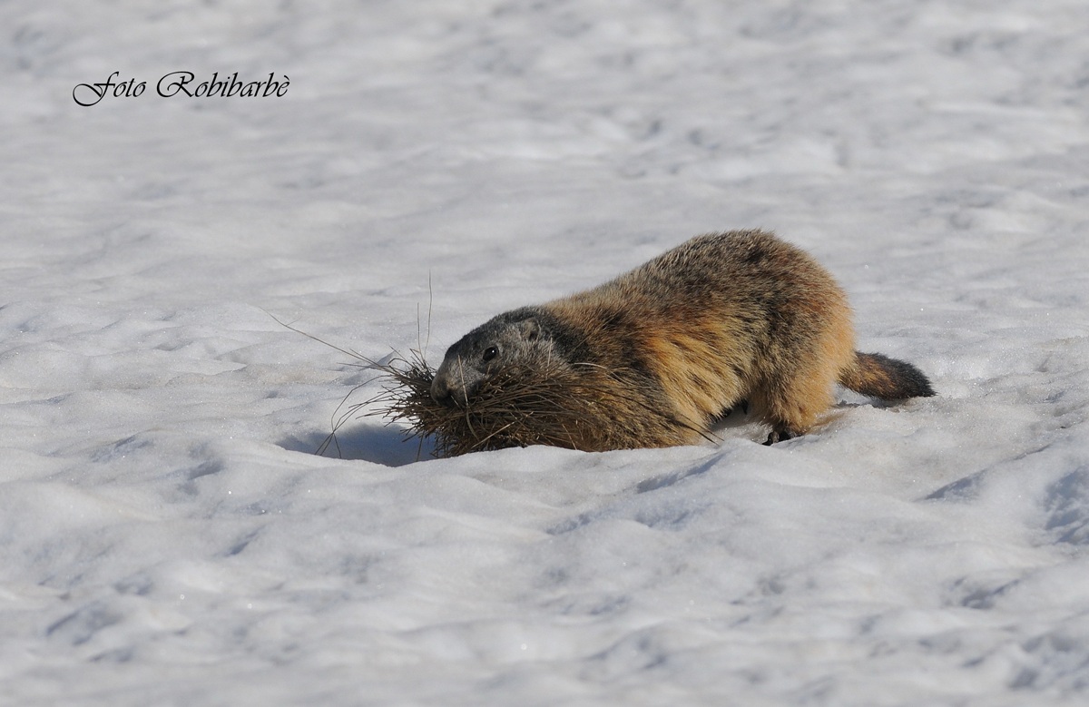 Marmotta glaciale....