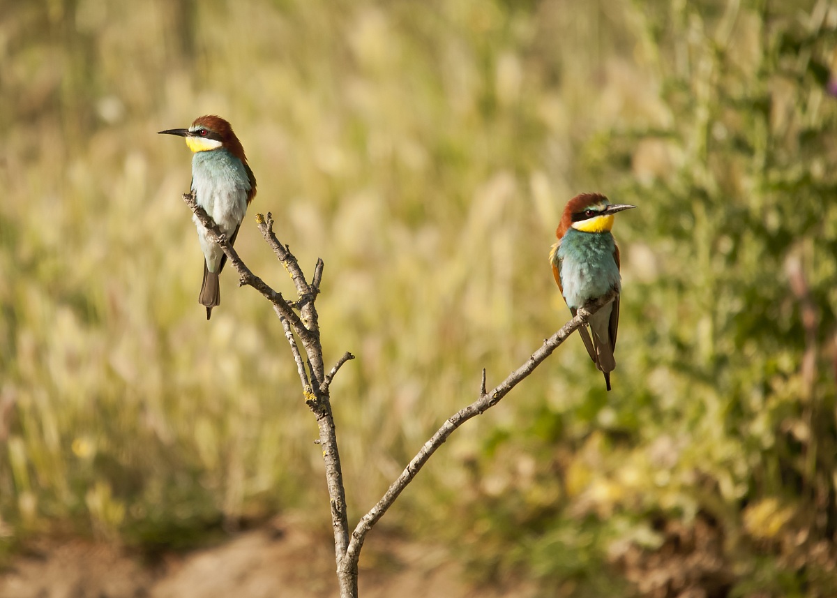 i miei primi gruccioni