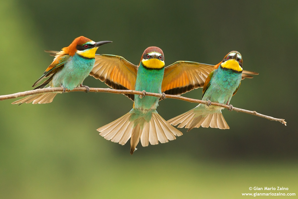 Merops apiaster / Gruccione