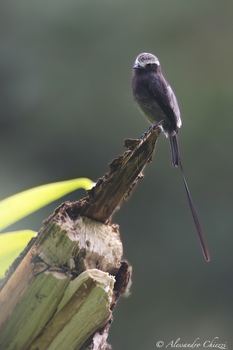 Long-tailed Tyrant