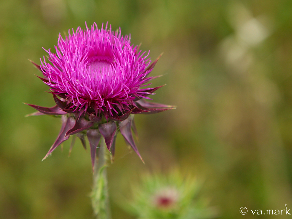Thistle