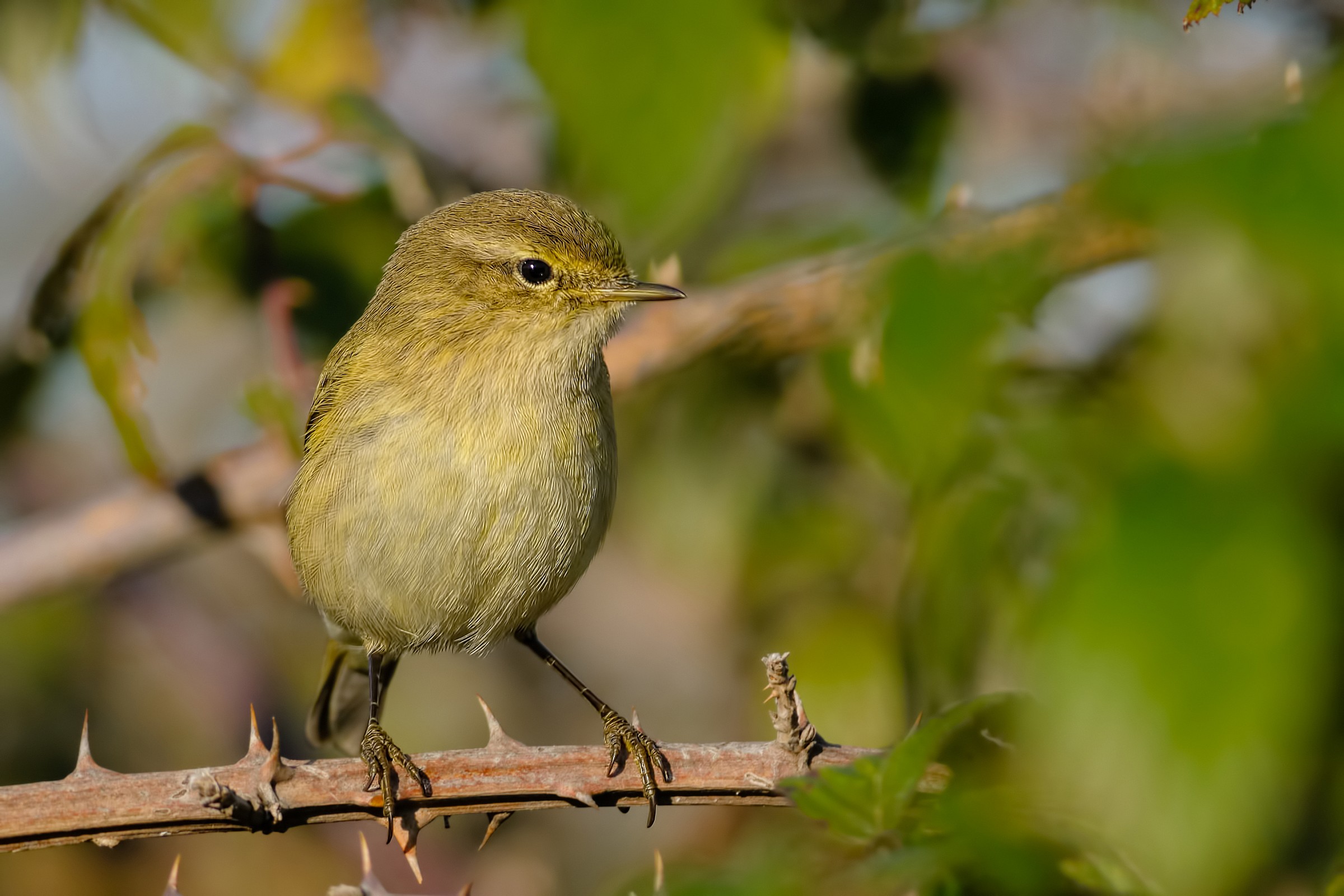 Chiffchaff (Phylloscopus collybita)