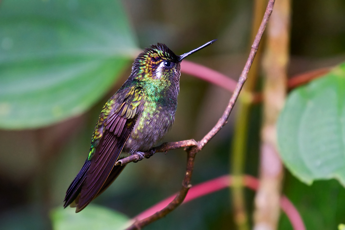 Gemma di montagna gola purpurea maschio