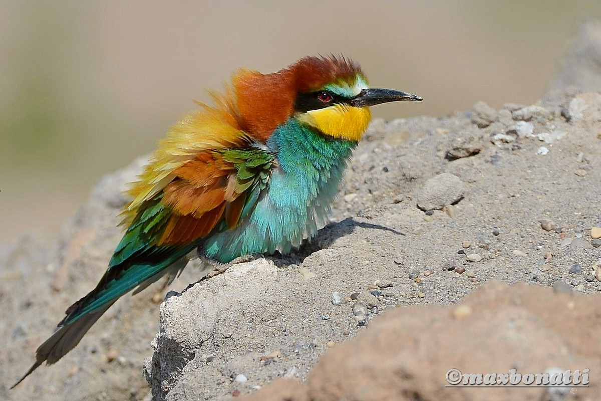 Bee-Eater