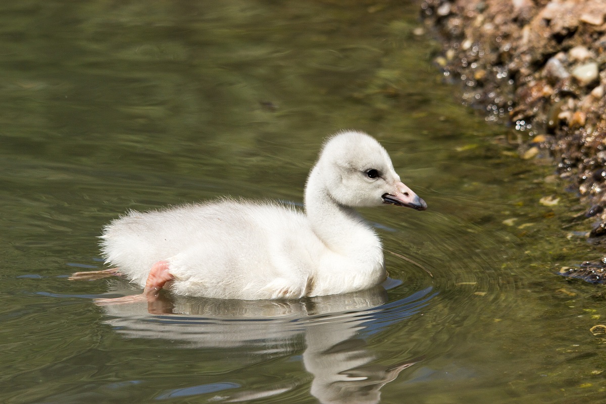 Il brutto anatroccolo - Cigno selvatico