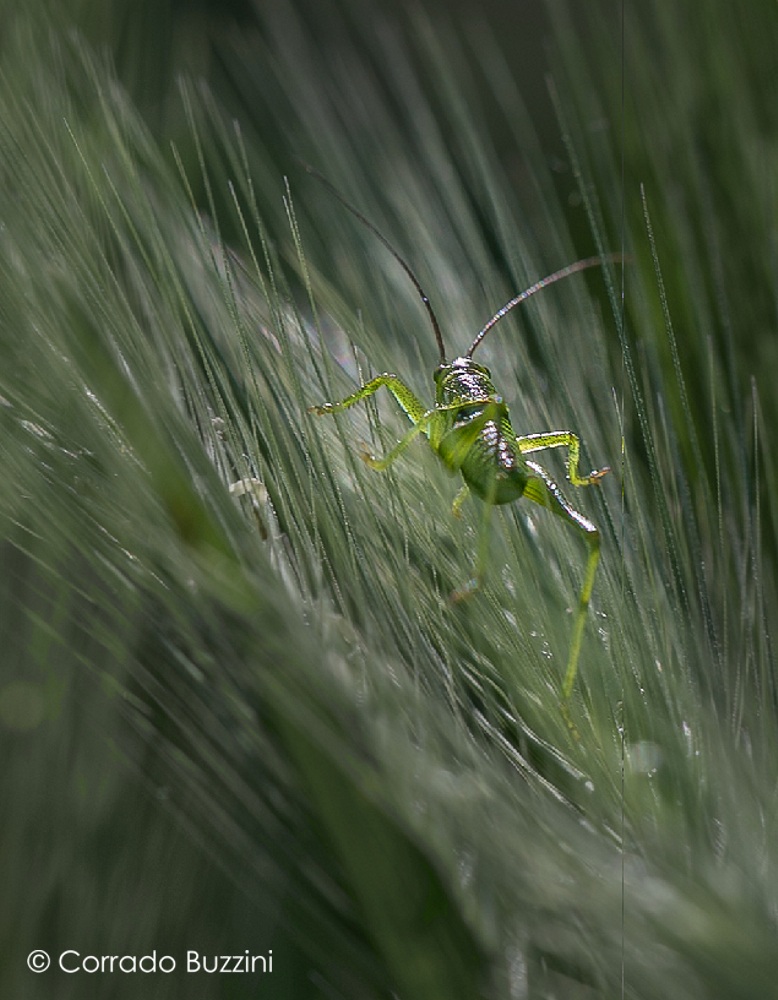 Grasshopper
