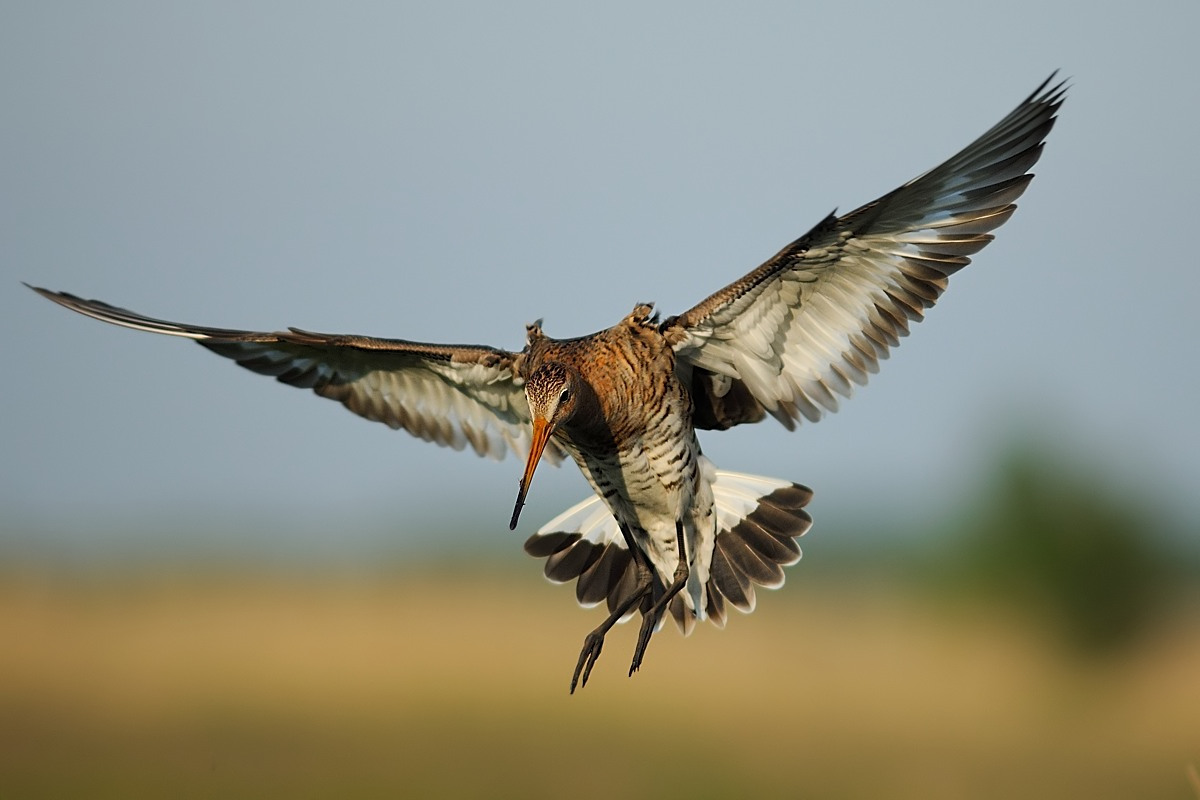 Black-tailed Godwit landing