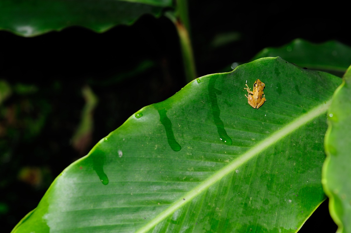 Grande come una goccia