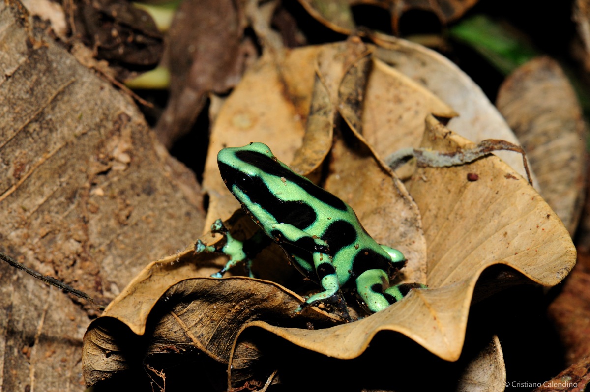 Dendrobates auratus