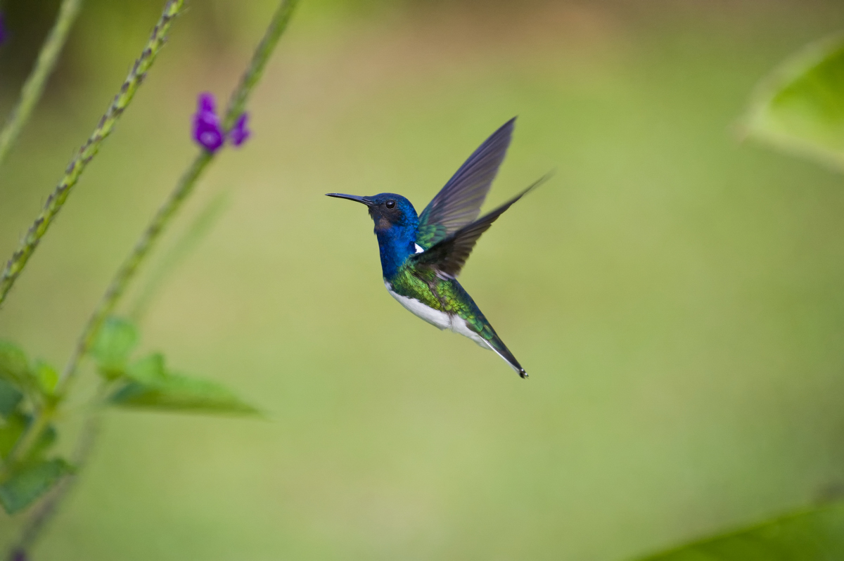 Colibrì1