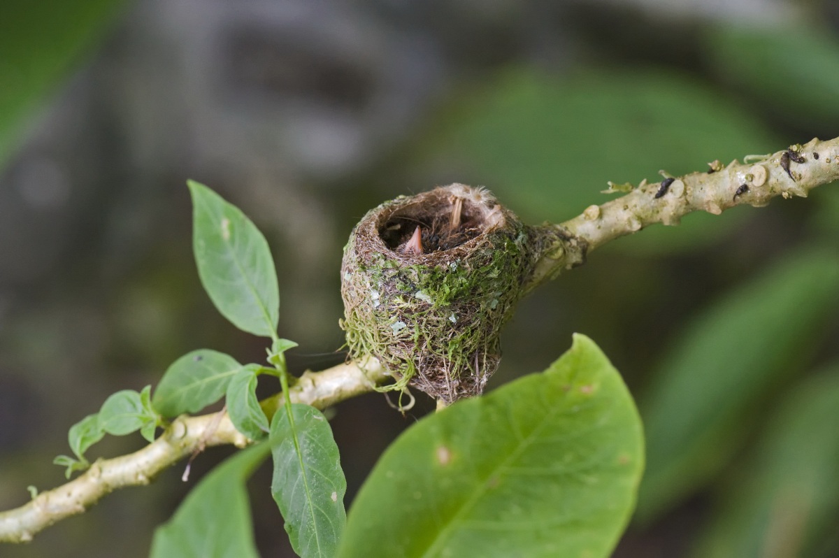 Colibrì nido