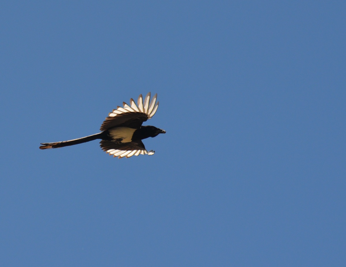 Magpie in flight
