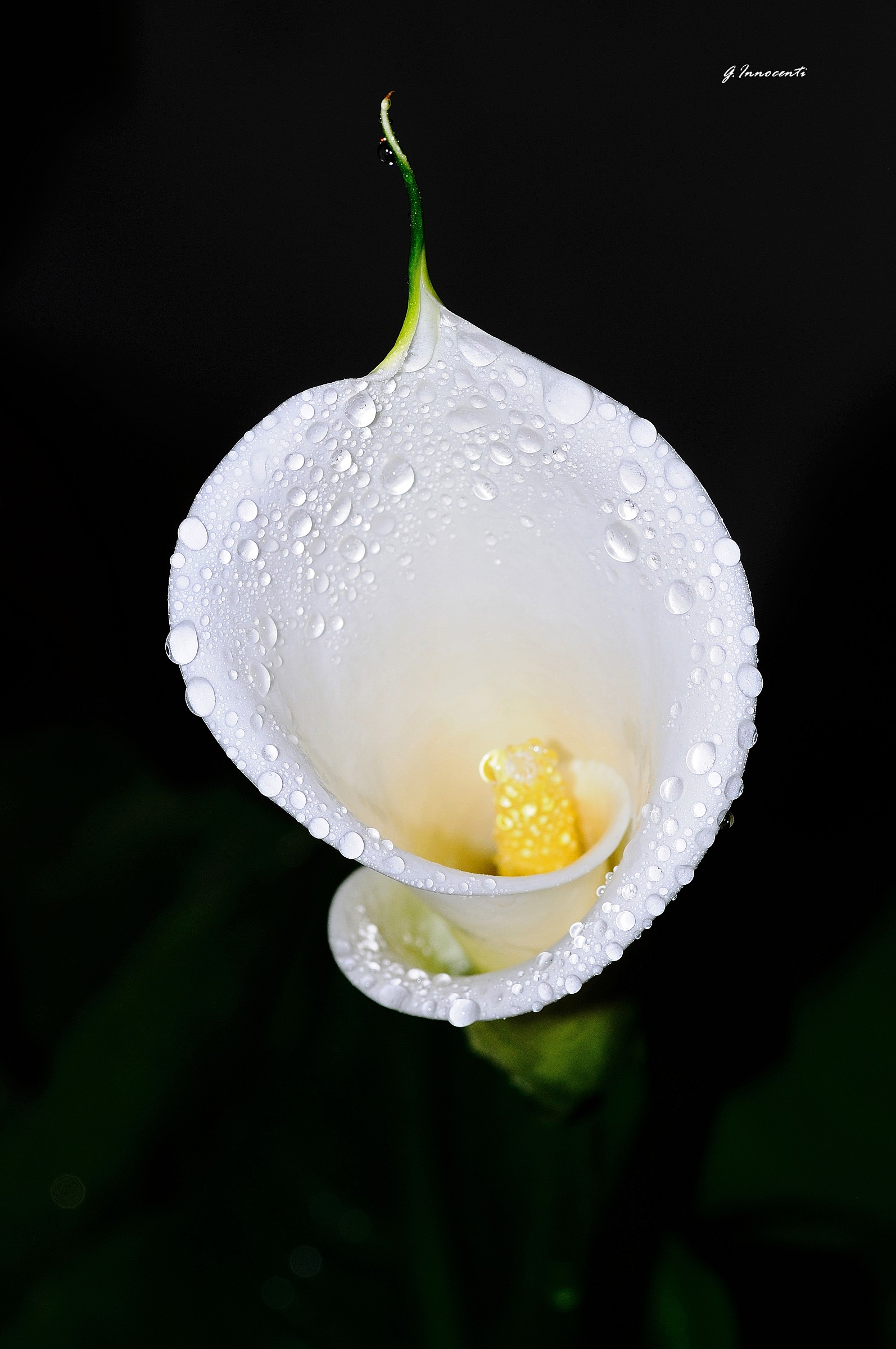 drops of calla