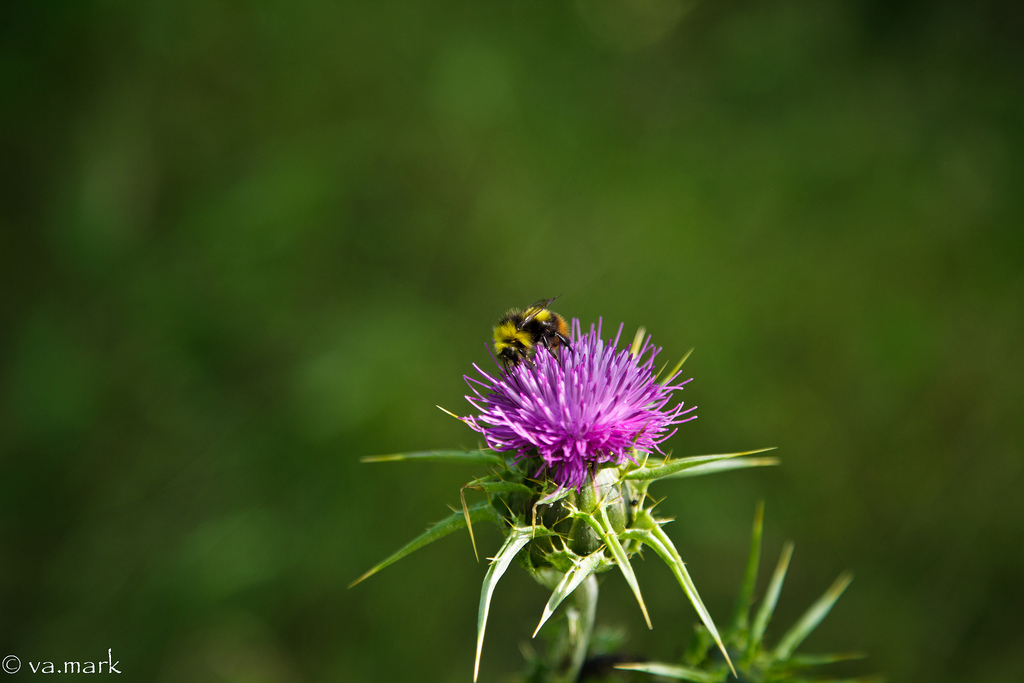 A Bee ... a real working