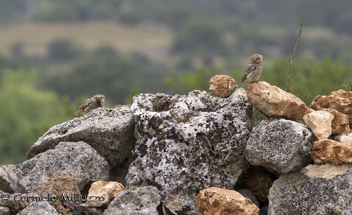 Owls (Athene noctua)