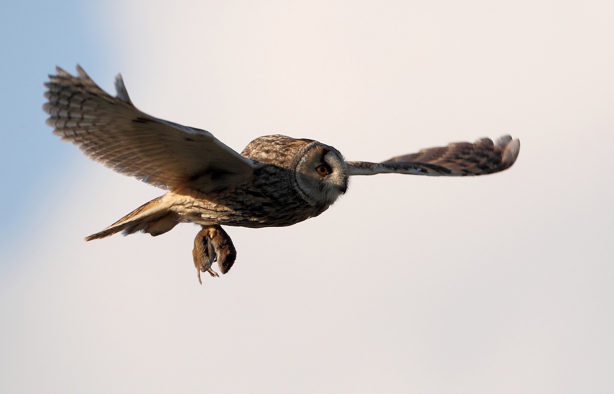 Long-eared Owl with prey