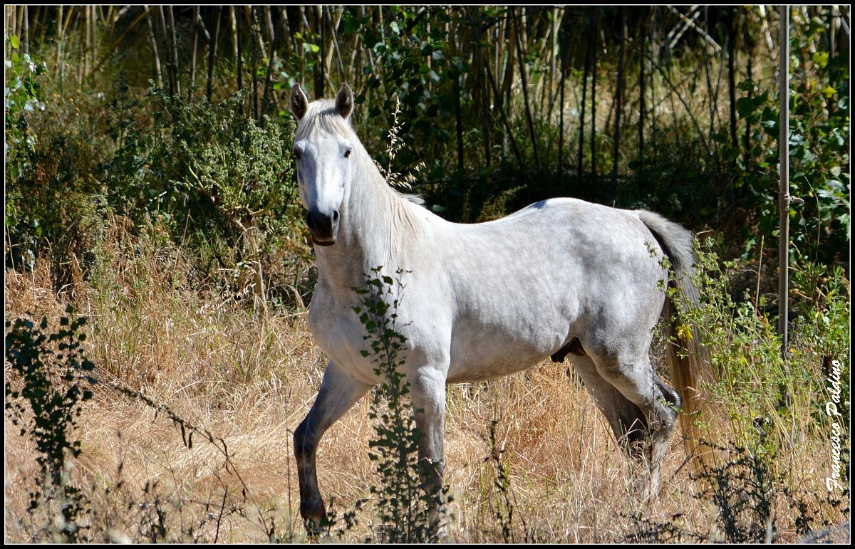 Cavallo Grigio