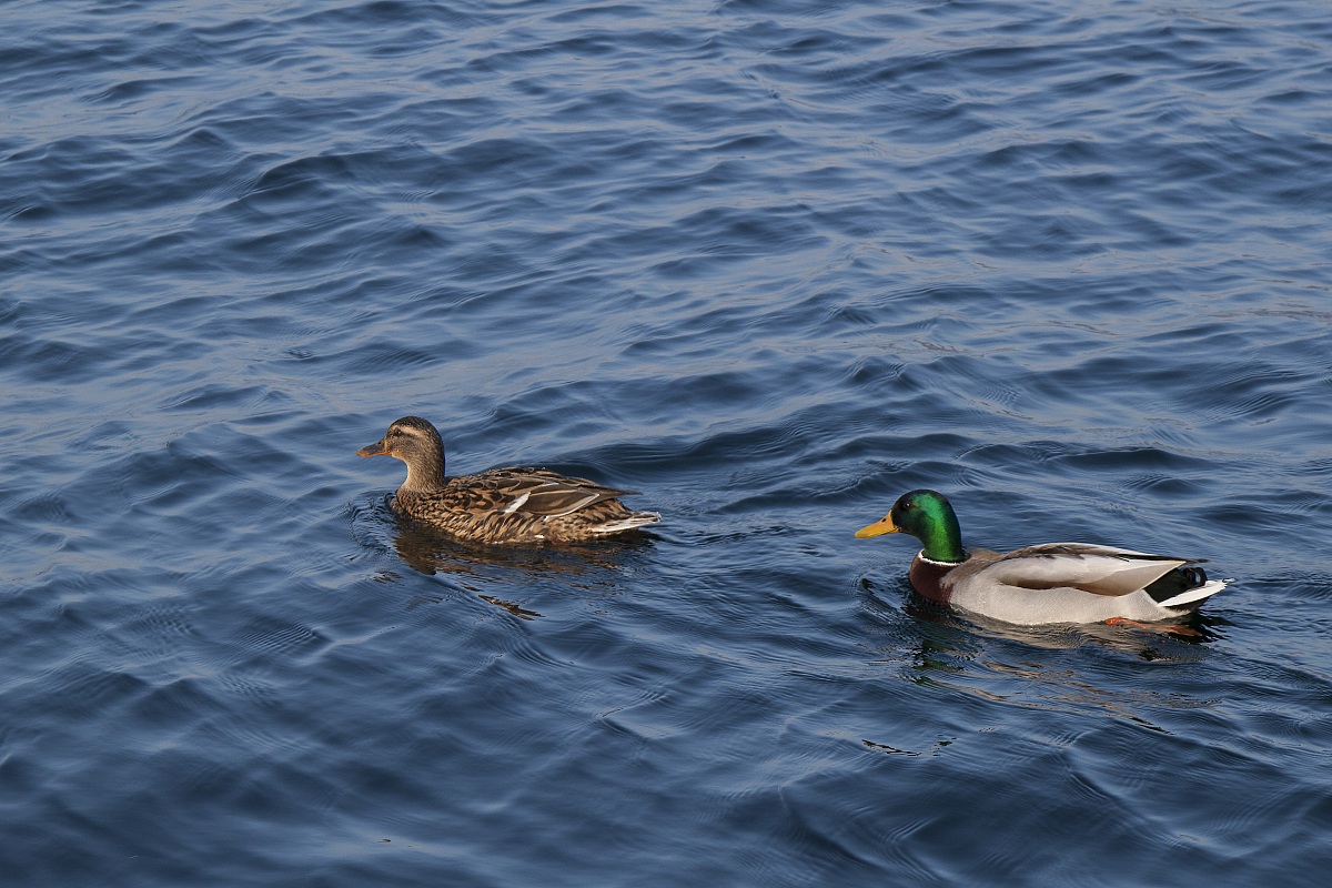 Mallards