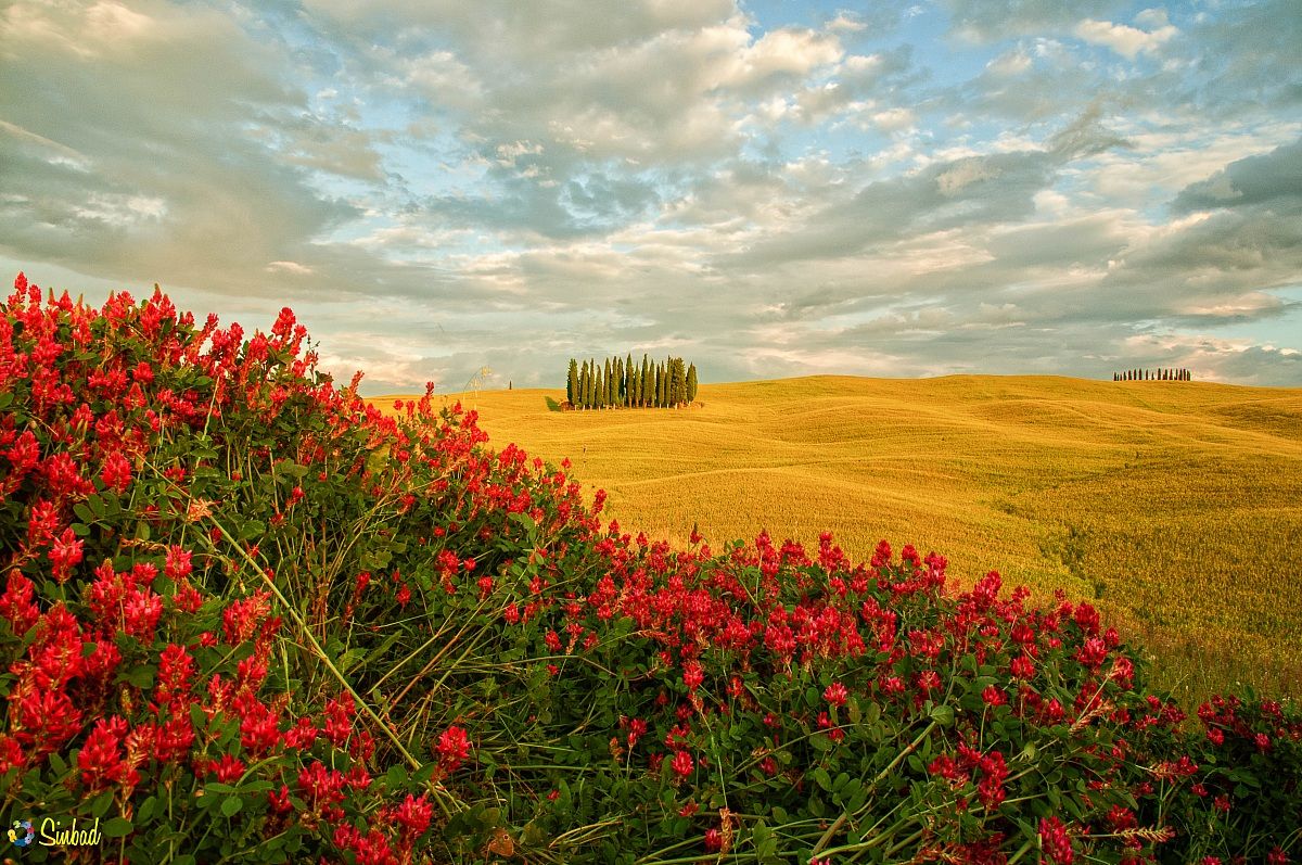 Cipressi a San Quirico