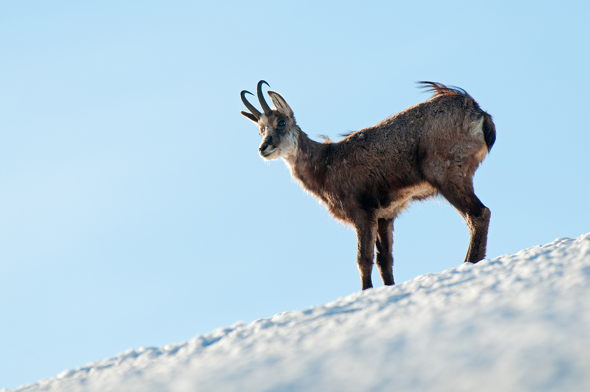 Chamois