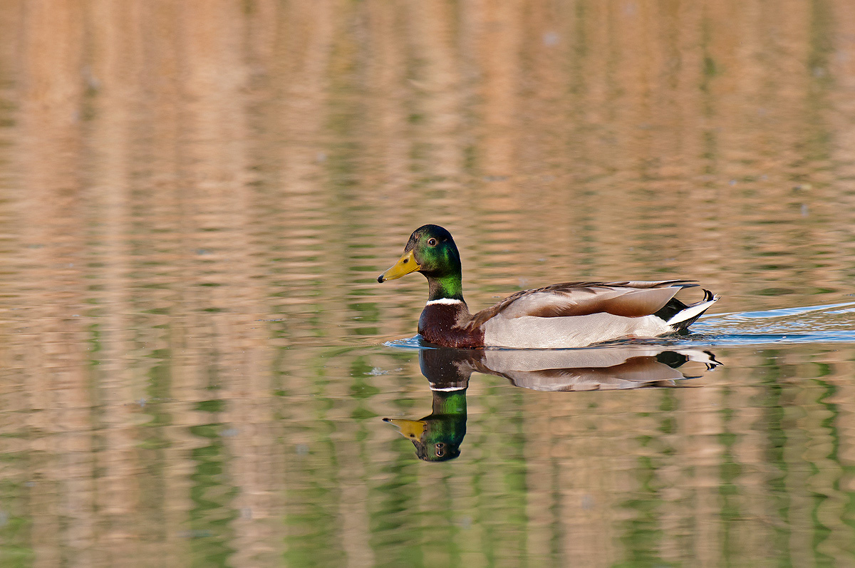 Mallard