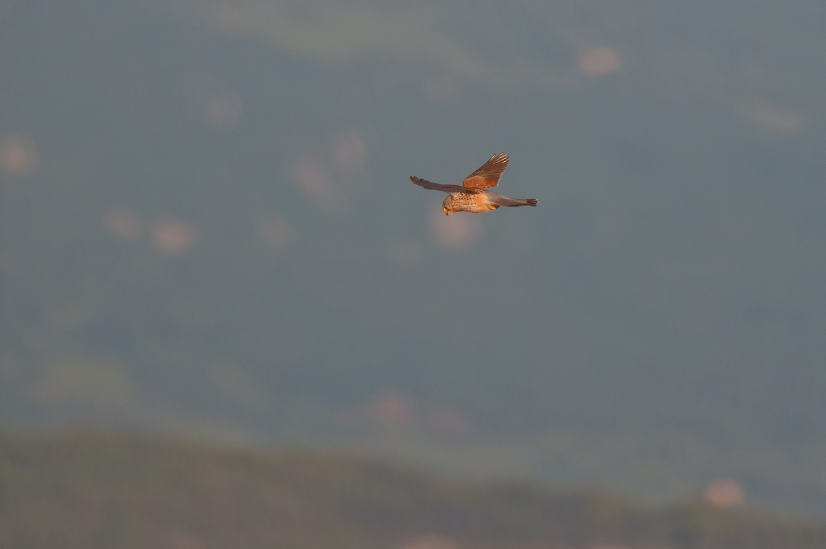 Kestrel