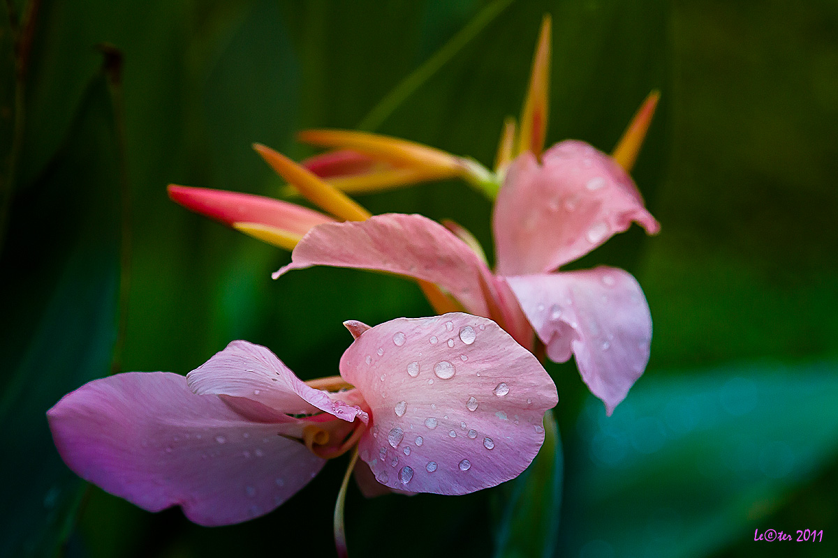 A bit of color after the rain ...