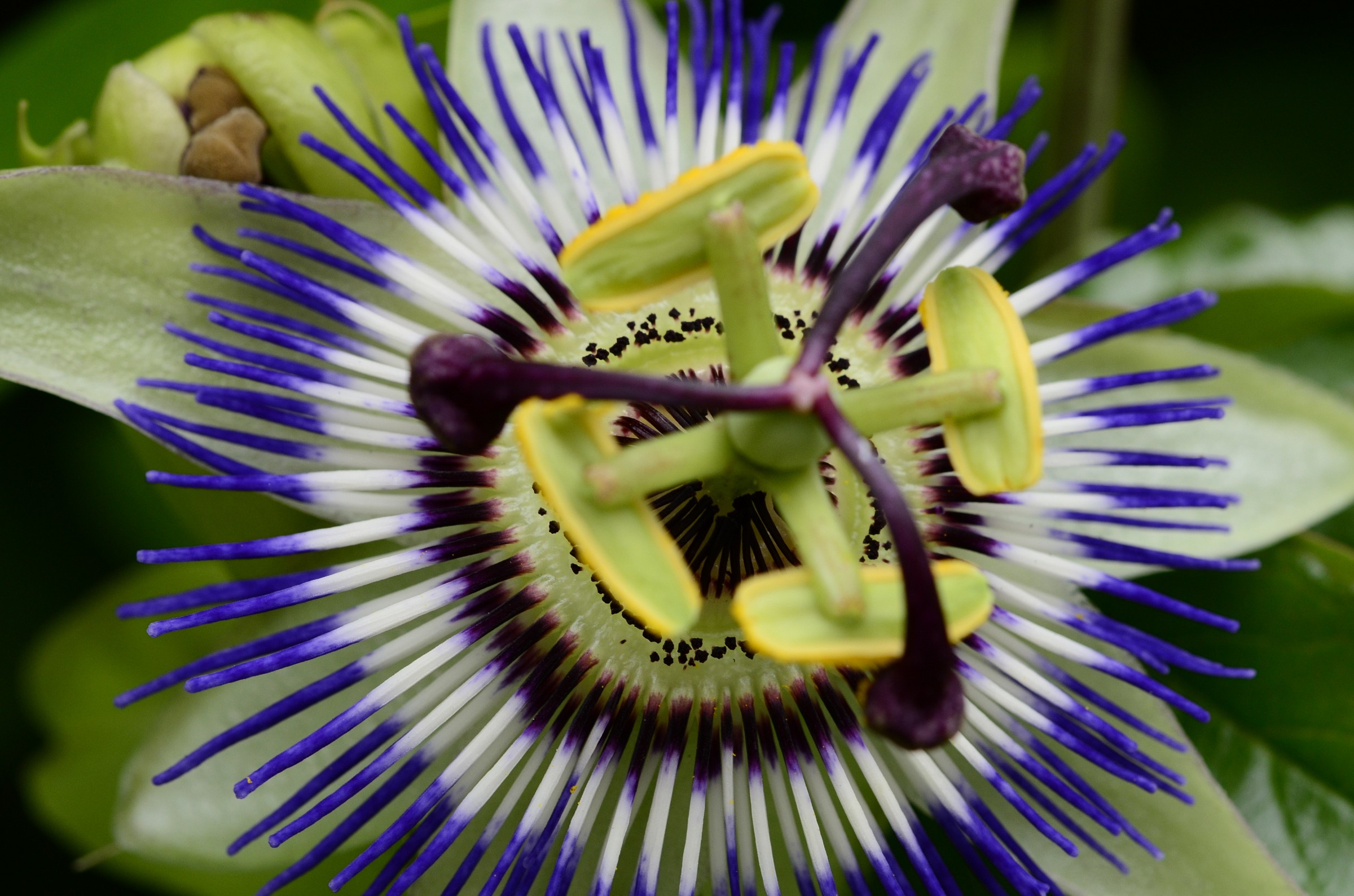 Passiflora.