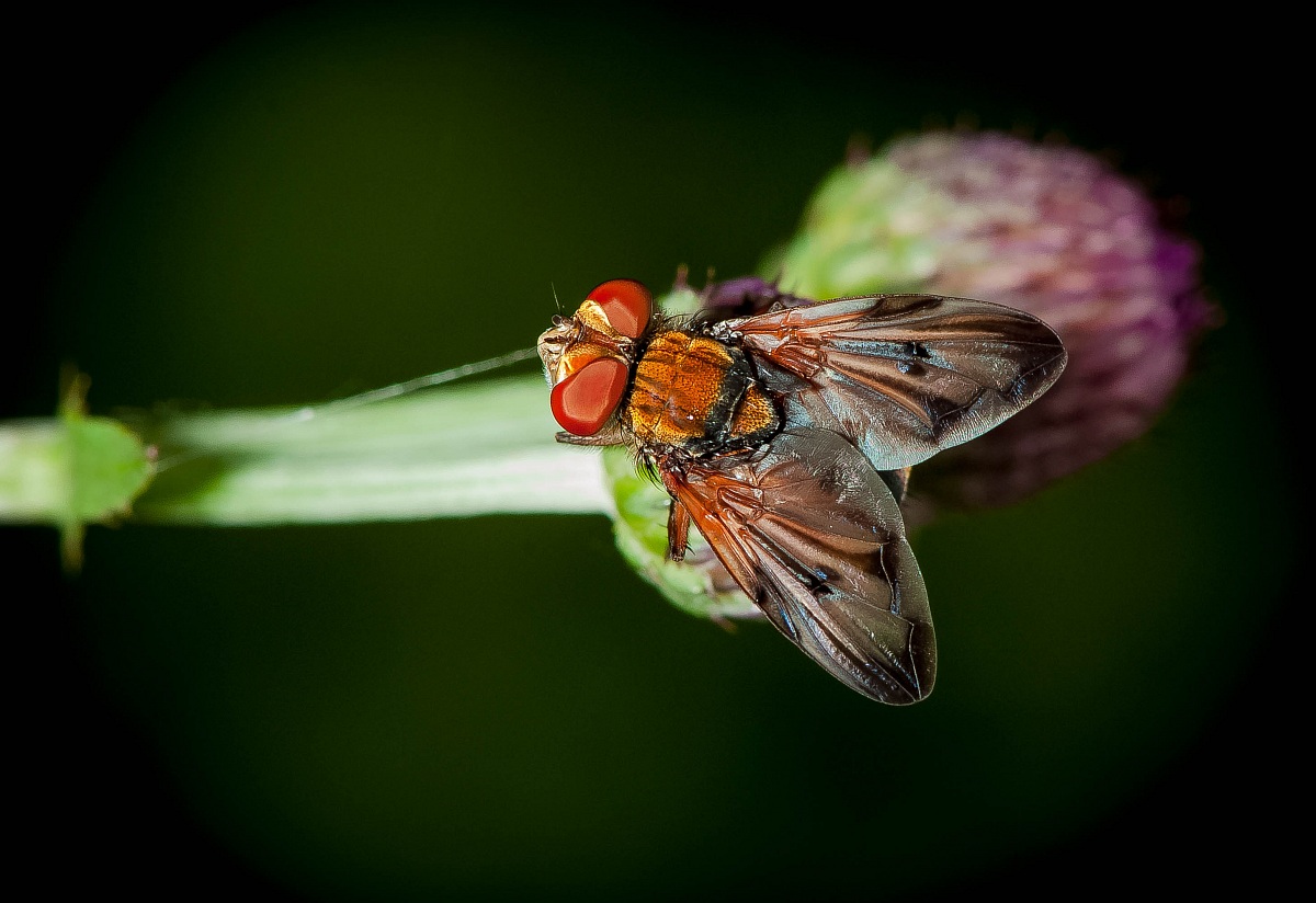 Diptera