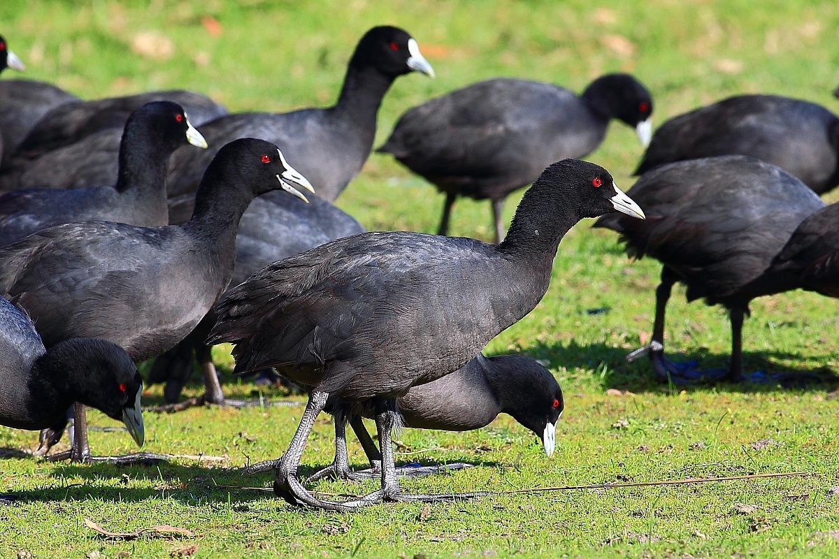 Foraging flock of Eurasian Coots