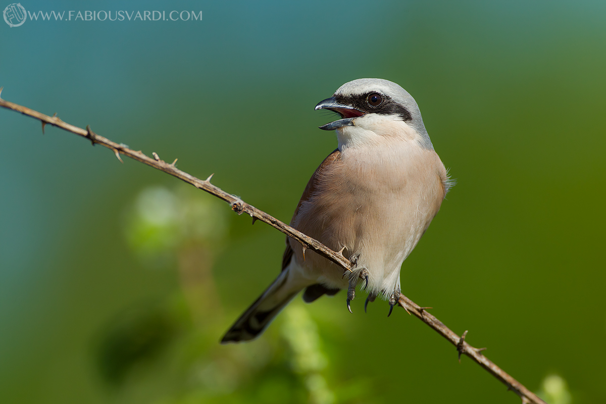 Lanius collurio (Shrike - male)