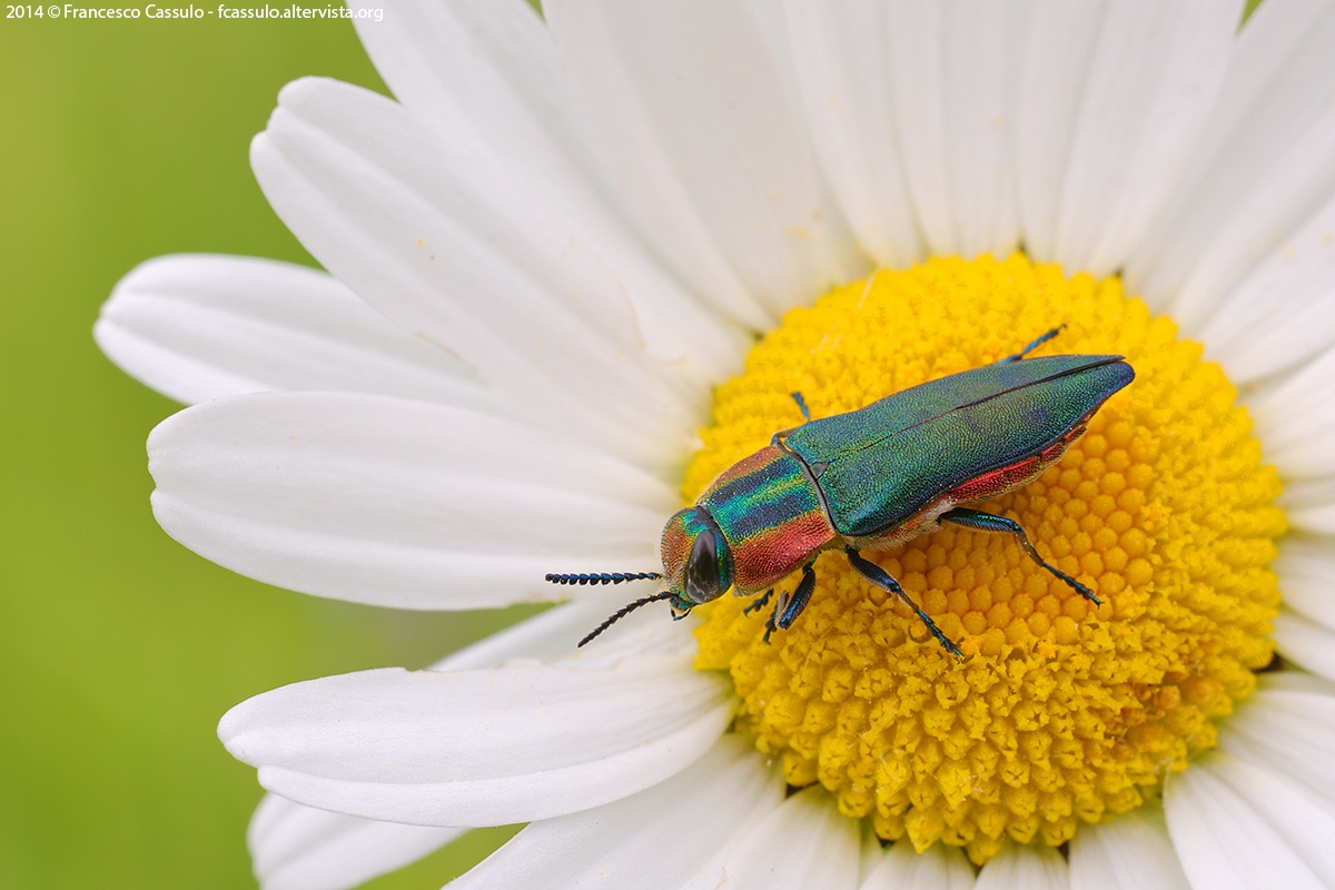 Anthaxia hungarica (Scopoli, 1772)