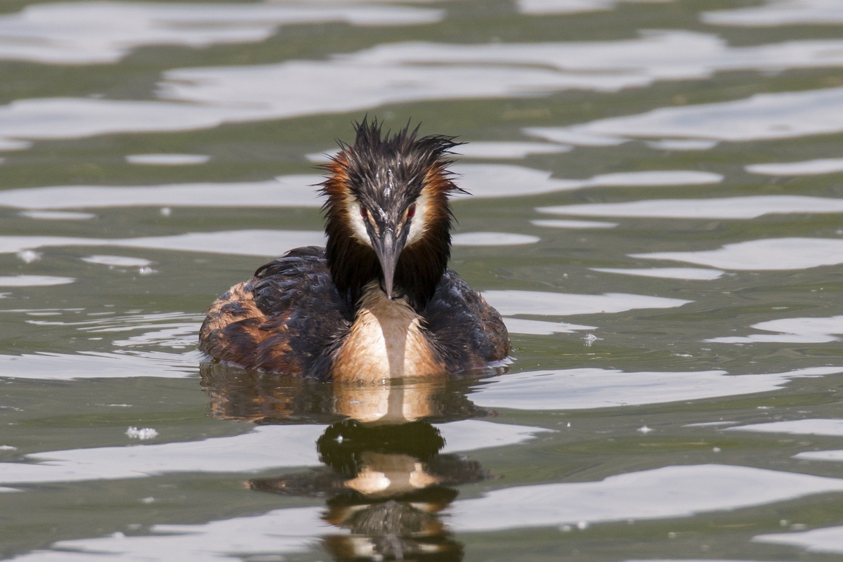 Grebe