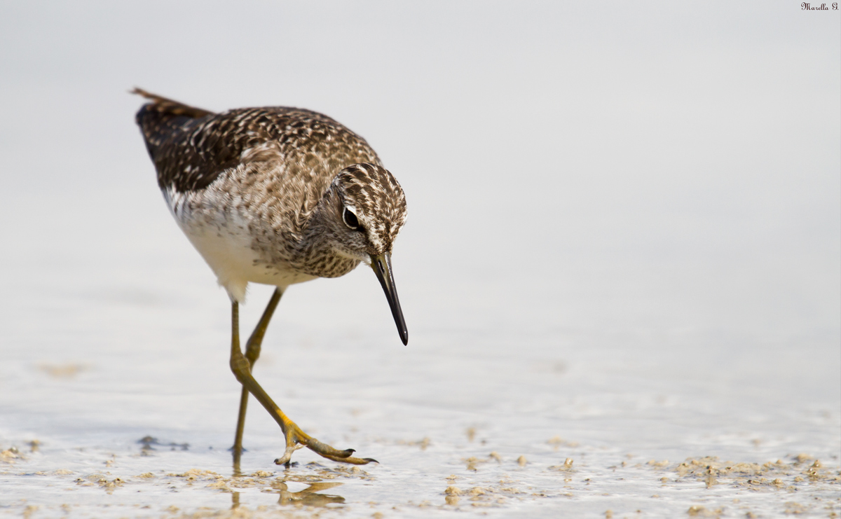 Piro piro boschereccio