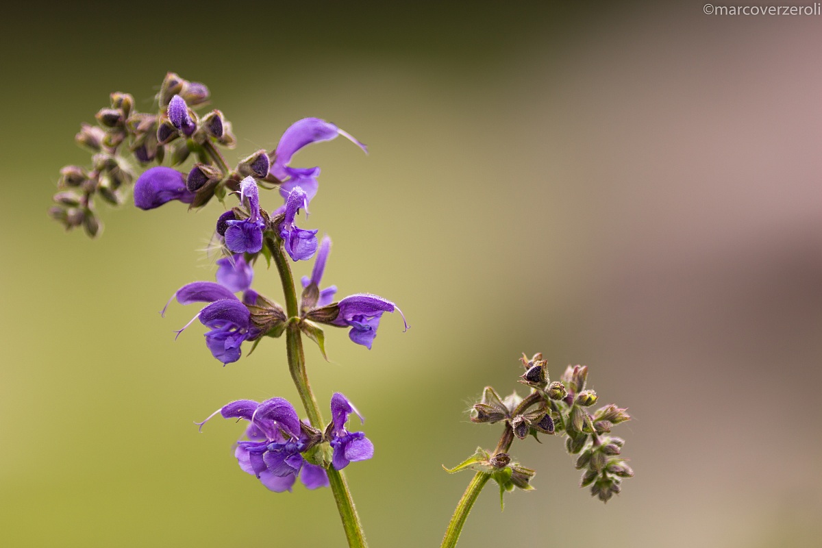 A relaxing spring flower