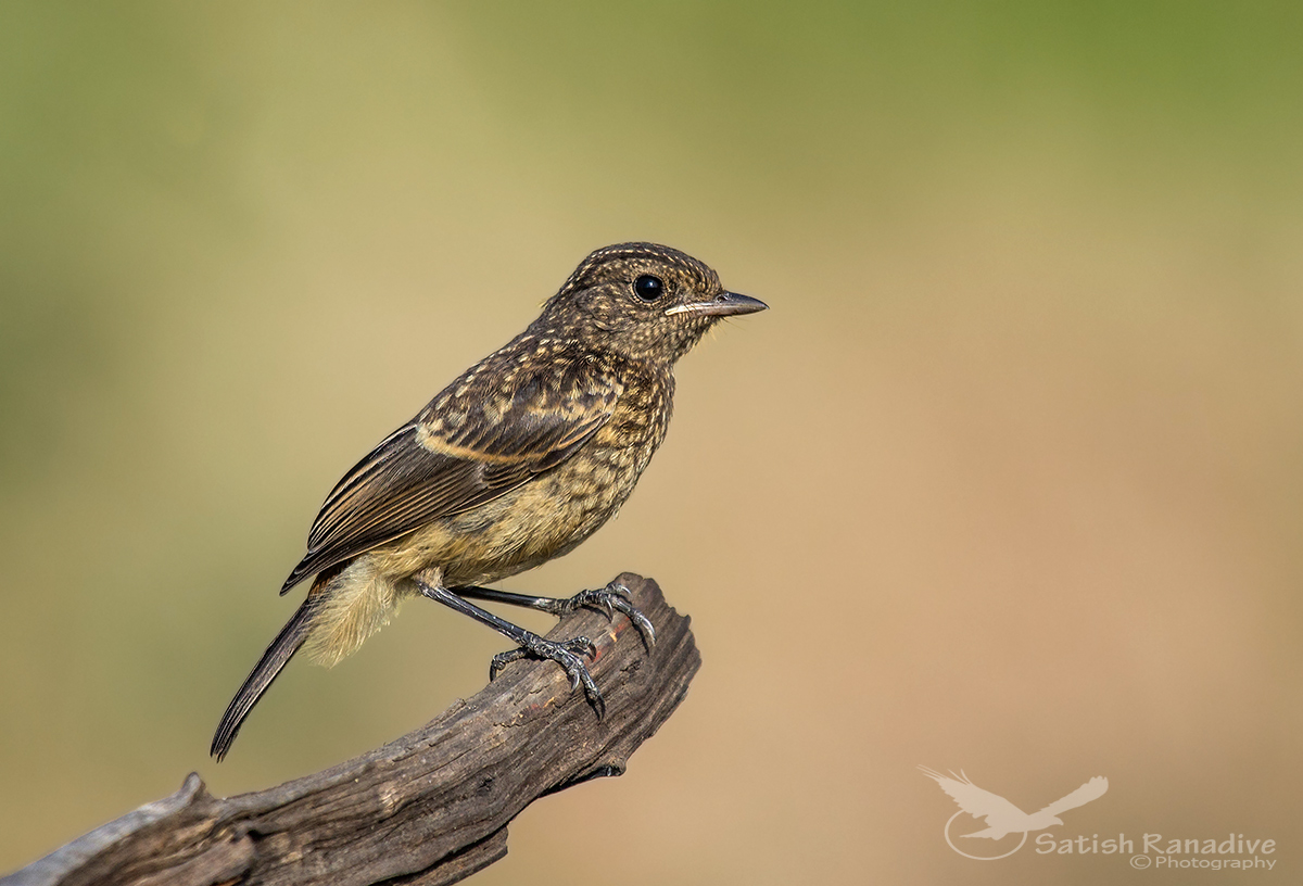 Pied Bushchat: Juvenile.