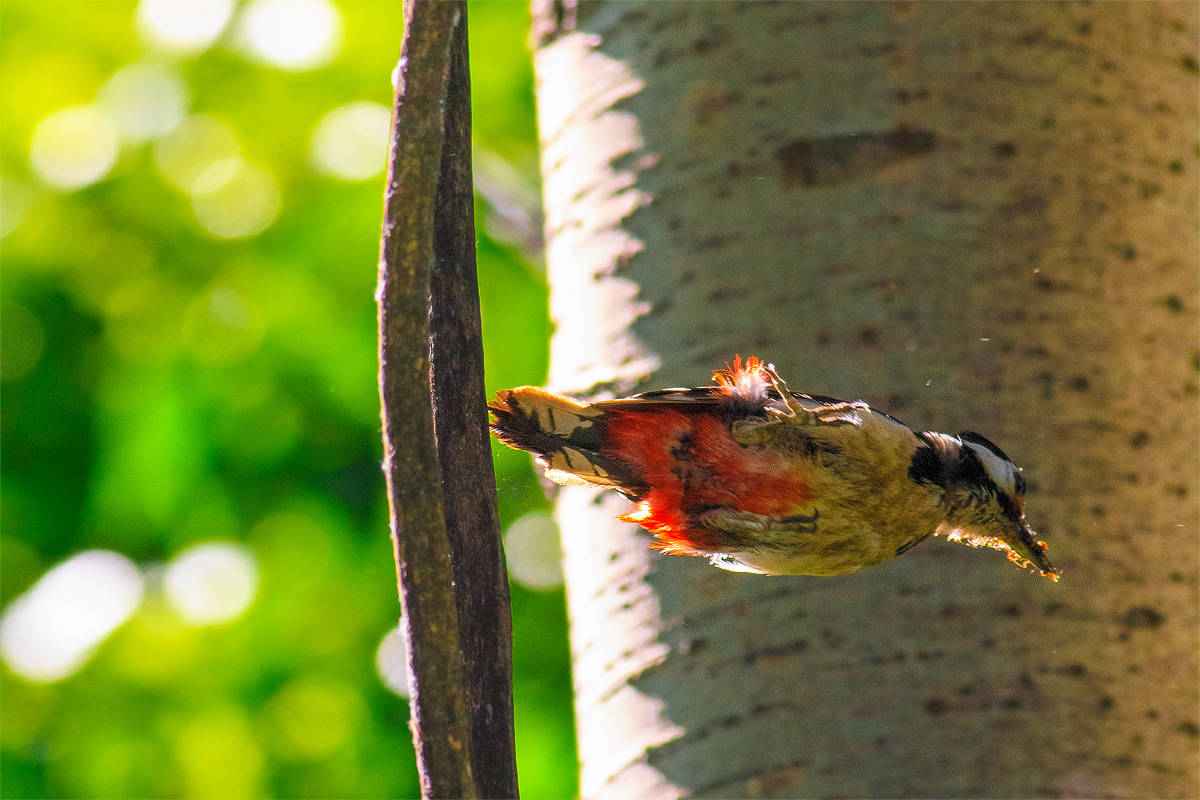 Picchio Rosso in jump