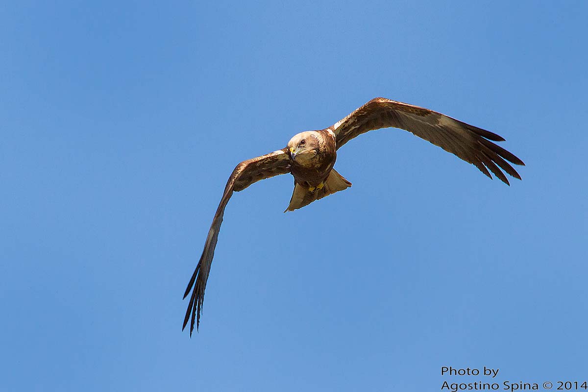 Marsh Harrier