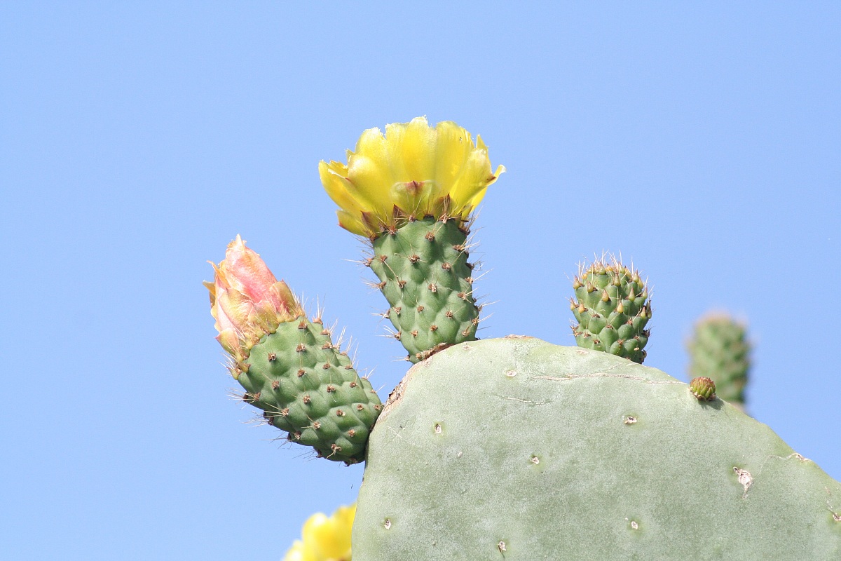 prickly pears