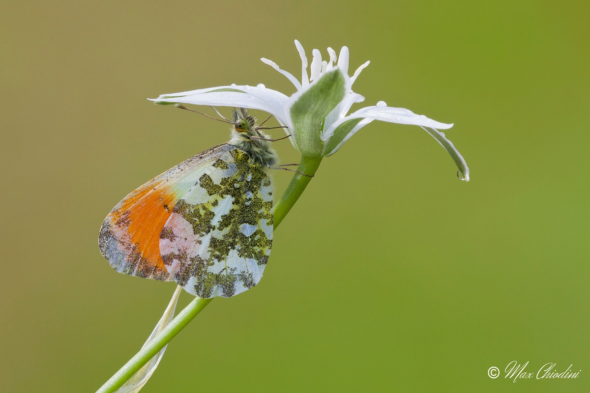 Below here I do not bath
