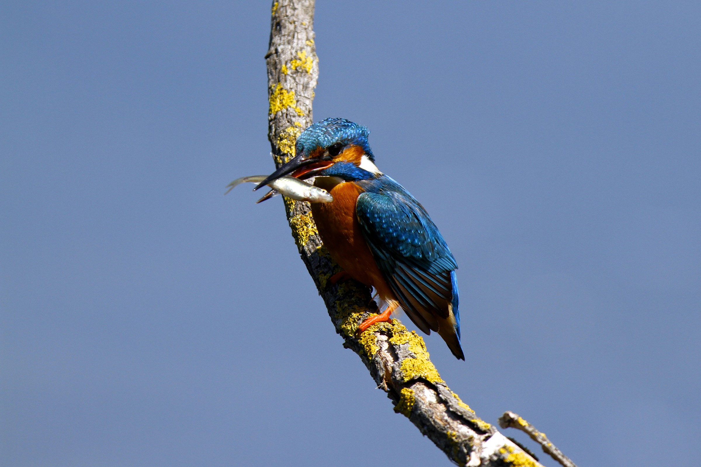 Kingfisher