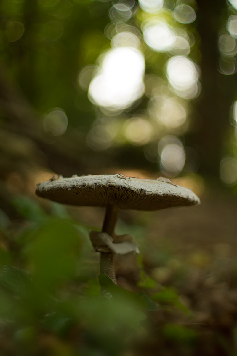 Magic Mushroom