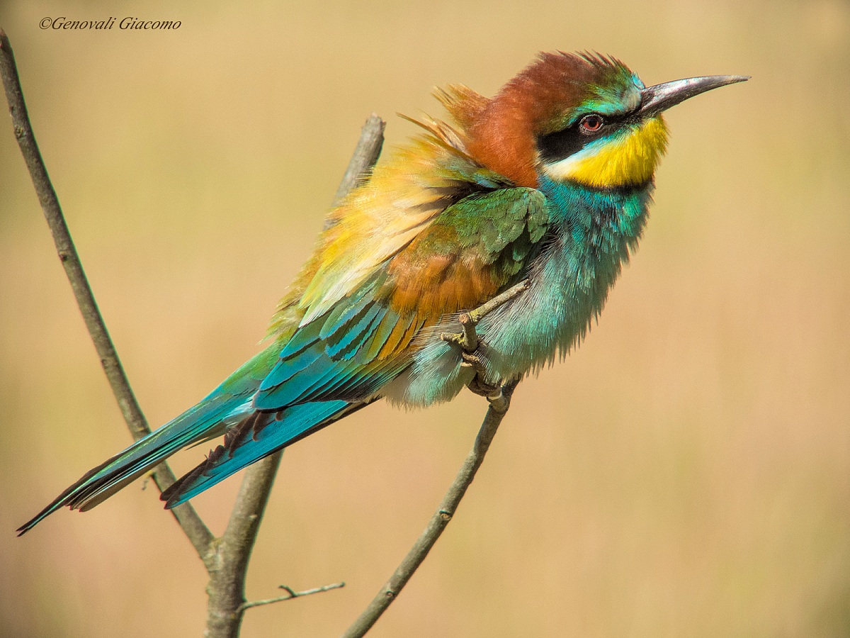 my second bee-eater