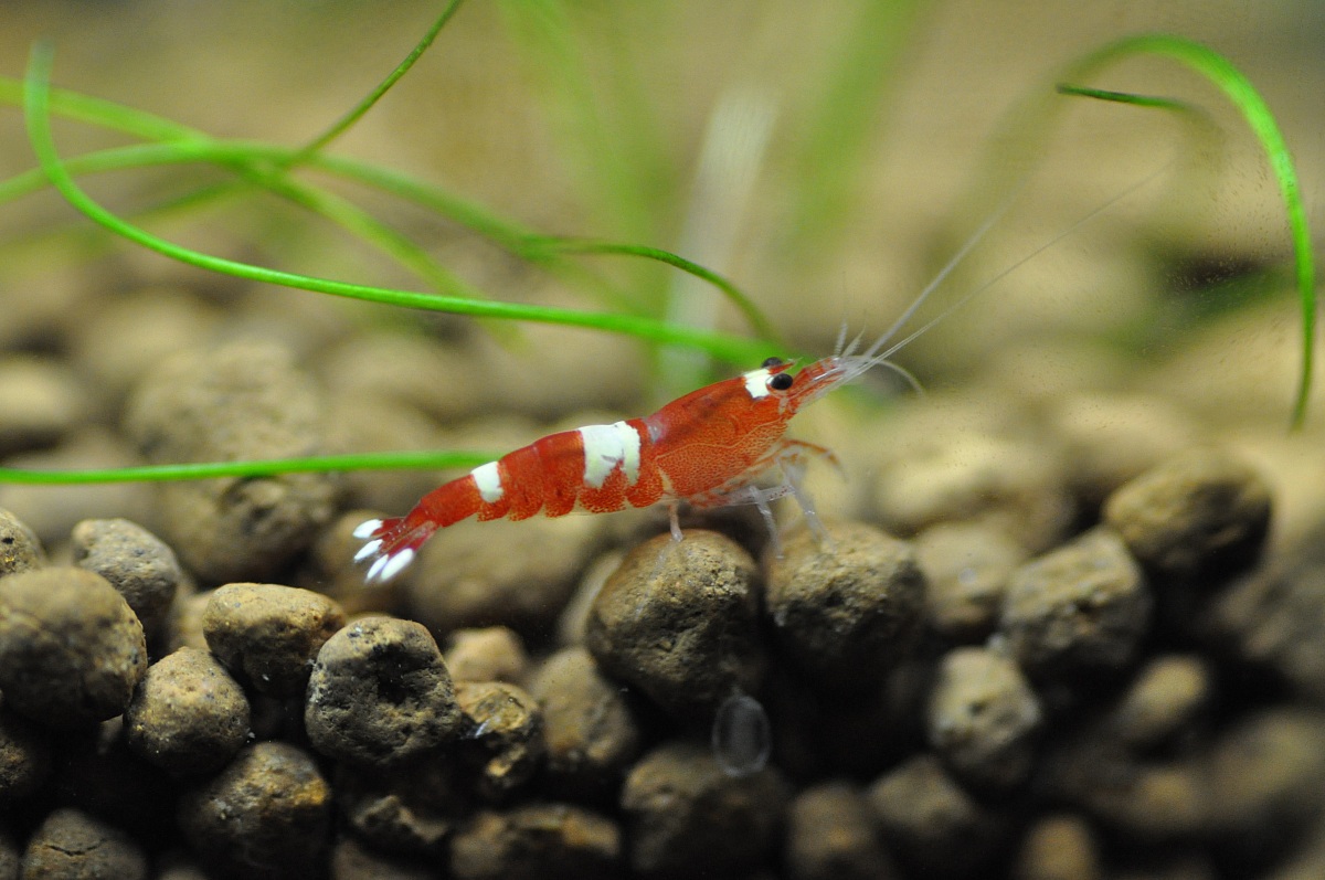 Taiwan Tiger Shrimp
