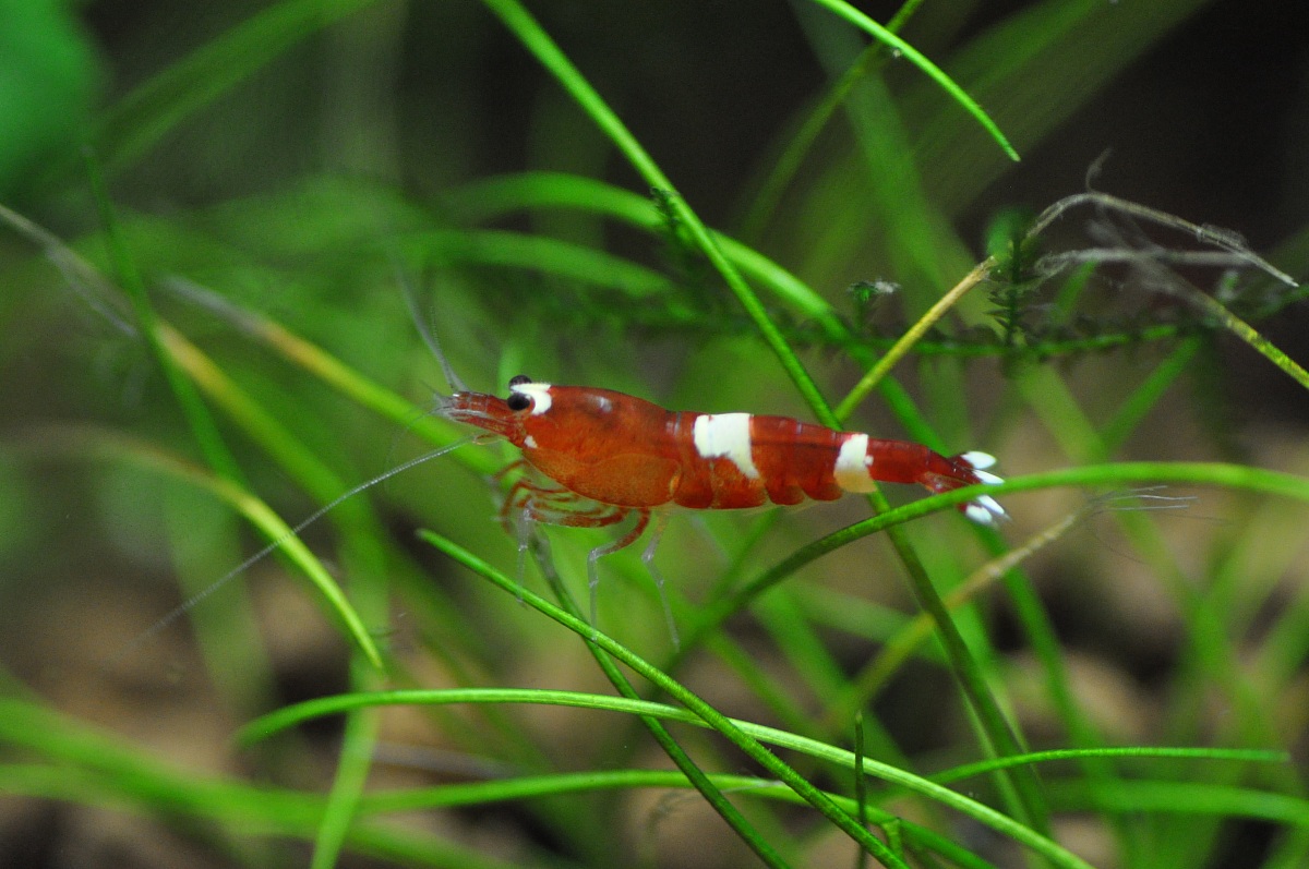 Taiwan Tiger Shrimp