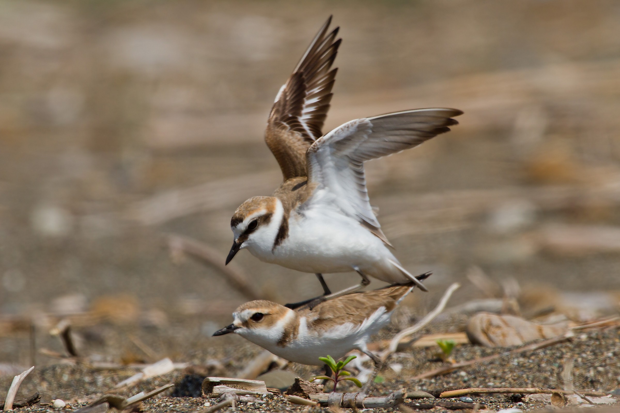 L'accoppiamento dei fratini